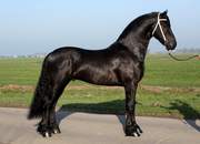 Smart & Brilliant Friesian Horse (Male and Female) For Sale 